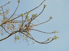 -雨花胜境