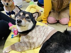 -逗柴咖啡屋·狗咖猫咖宠物桌游