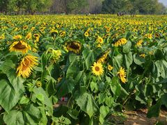-汉长安城未央宫国家考古遗址公园