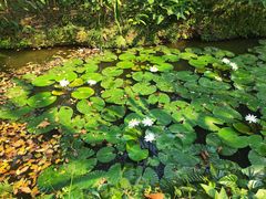 -中国科学院西双版纳热带植物园