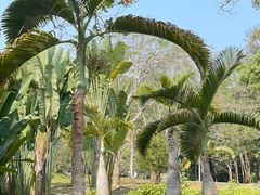 -中国科学院西双版纳热带植物园