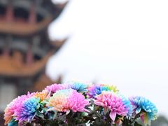 -富乐山