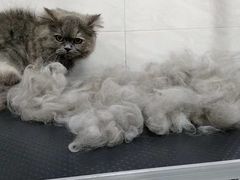 -乐琪宠物医院·犬猫专科·骨外科·急重症