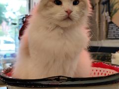 -平行世界·猫咖(首经贸店)