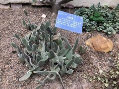 -南山植物园