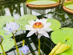 -国家植物园南园