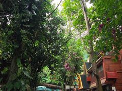 -西双版纳原始森林公园