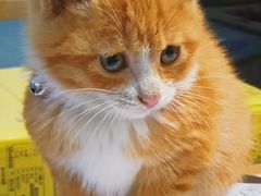 -乐派堂宠物医院·猫友好· 心脏科(东街店)