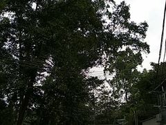 -火炉山森林公园