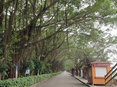 -大湾区中央湿地公园