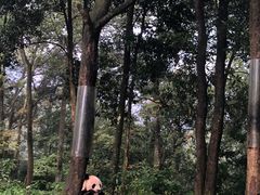 -中国大熊猫保护研究中心雅安碧峰峡基地