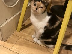 -Cappucimeow猫咪咖啡馆(韦伯时代店)