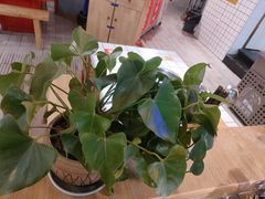 -蛙一刀·麻椒鱼火锅(金仙桥店)