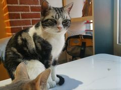 -猫小院猫主题餐厅(南锣旗舰店)