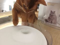 -more than meow吴止猫主题餐厅(承德 中船汇店)