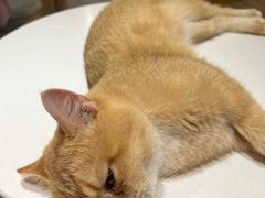 -滚猫咖啡·猫咖·猫友好撸猫(未来城店)
