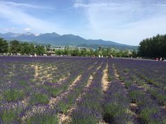 -富田农场