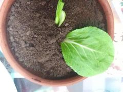 -九华山友谊土菜馆 小资餐厅