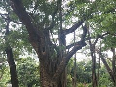 -九龙公园