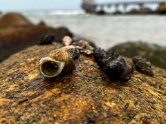 -海南铜鼓岭景区