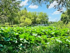 -长兴太湖图影湿地文化园