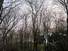 -天适樱花悠乐园