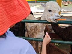 -西霞口神雕山野生动物世界