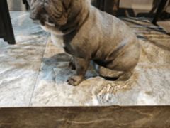 -严国平动物医院(德政总院)