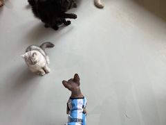 -豆逗聊愈猫阁Easy Life