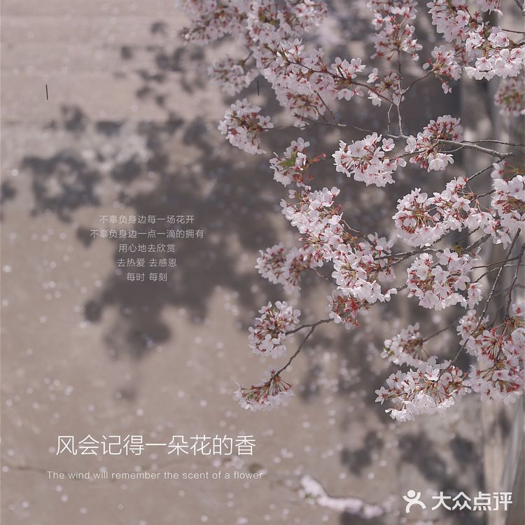 苏城浪漫樱花实录🌸