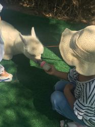 -萌宠亲子动物乐园(槐房万达店)