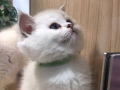 -屋虎猫馆(宝安大仟里店)