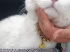 -纳吉亚猫专科动物诊疗中心(蒋宅口分院)