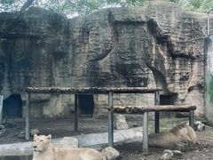 -成都动物园