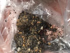 -叶氏麻糍(鼓浪屿店)