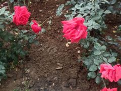 -人民公园(罗湖区)