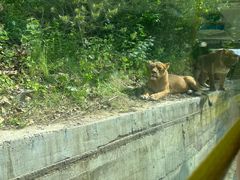 -栾川竹海野生动物园