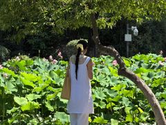 -莲湖公园