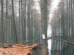 -渌洋湖湿地公园