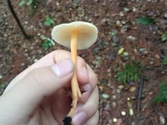 -生态园山庄(森林公园店)