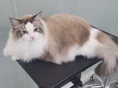 -爱洗澡的猫(望京店)