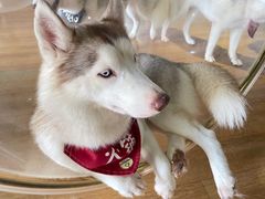 -Husky Go! 哈士奇体验馆·宠物咖啡厅狗咖