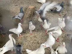 -田园东方蜜桃村的田野营地