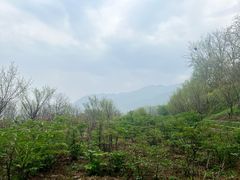 -盛世牡丹苑生态文化旅游区