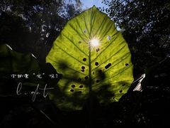 -普洱太阳河森林公园