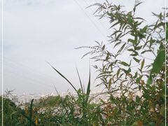 -仙岳公园