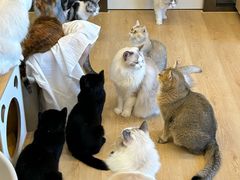 -有喵·猫咖·狗咖·30几只猫10只小狗(岗厦店)