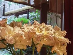 -叶叶菩提(太原别墅店)