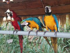 -西霞口神雕山野生动物世界