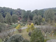 -铁山坪森林公园